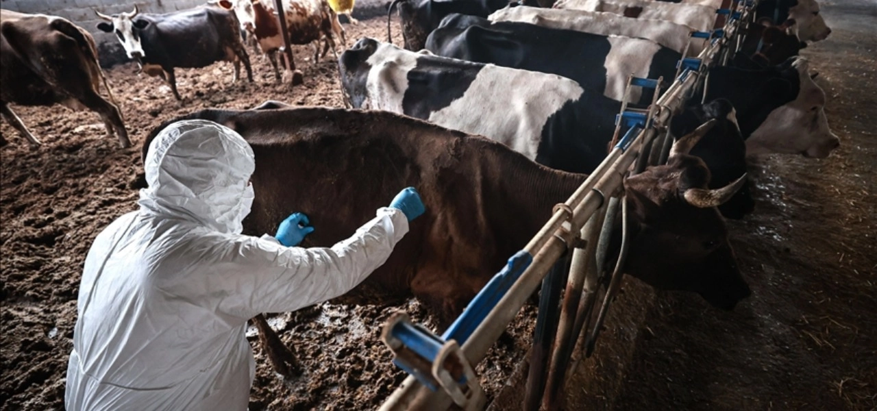 Güney Kıbrıs’ta şap salgını büyüyor