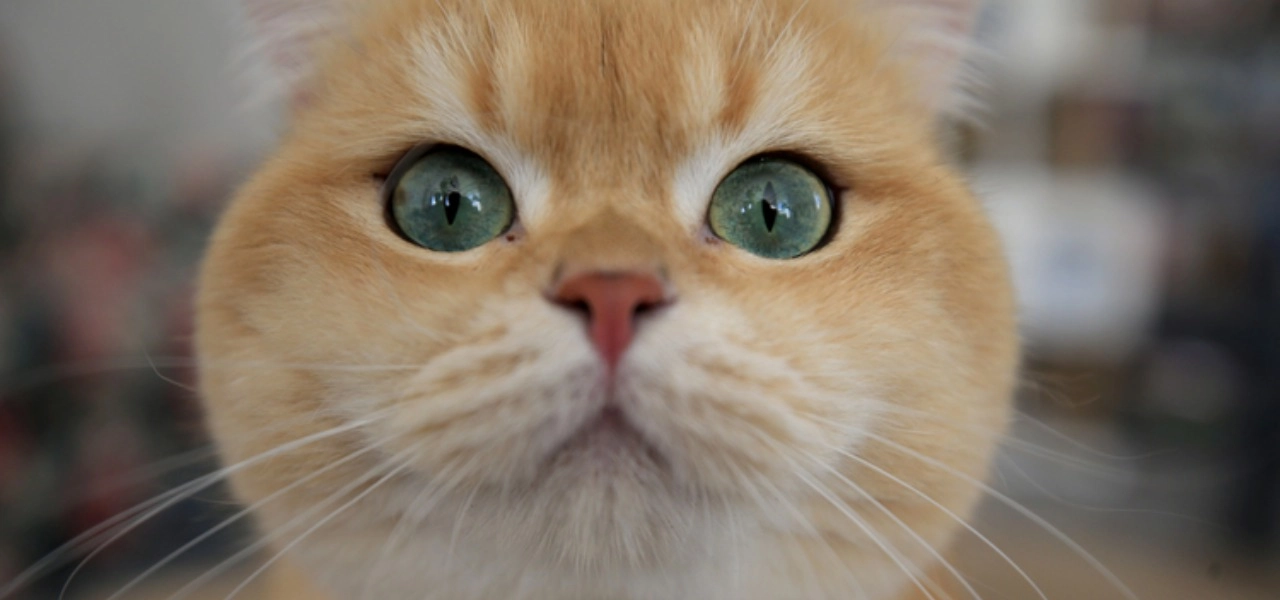 Kedi mırlaması insan sağlığına faydalı mı?