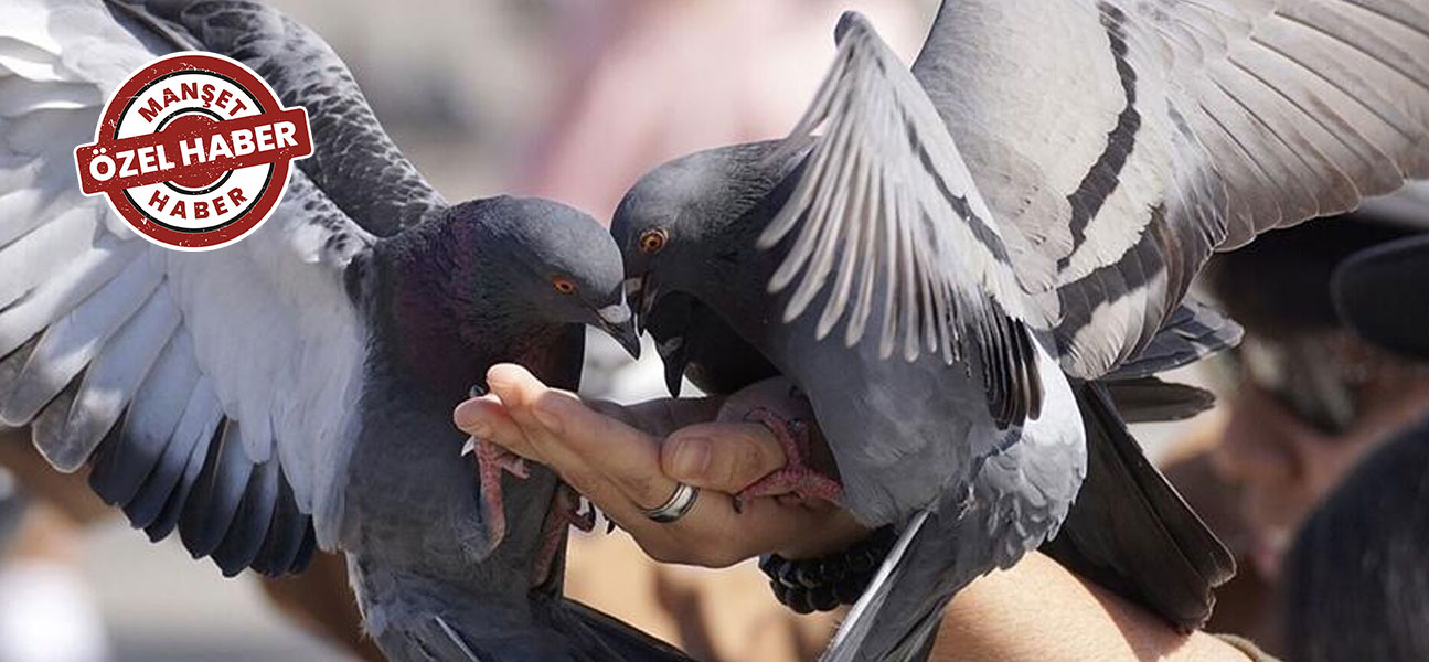 Astım ile karışabiliyor: Kuş besleyicisi hastalığına dikkat