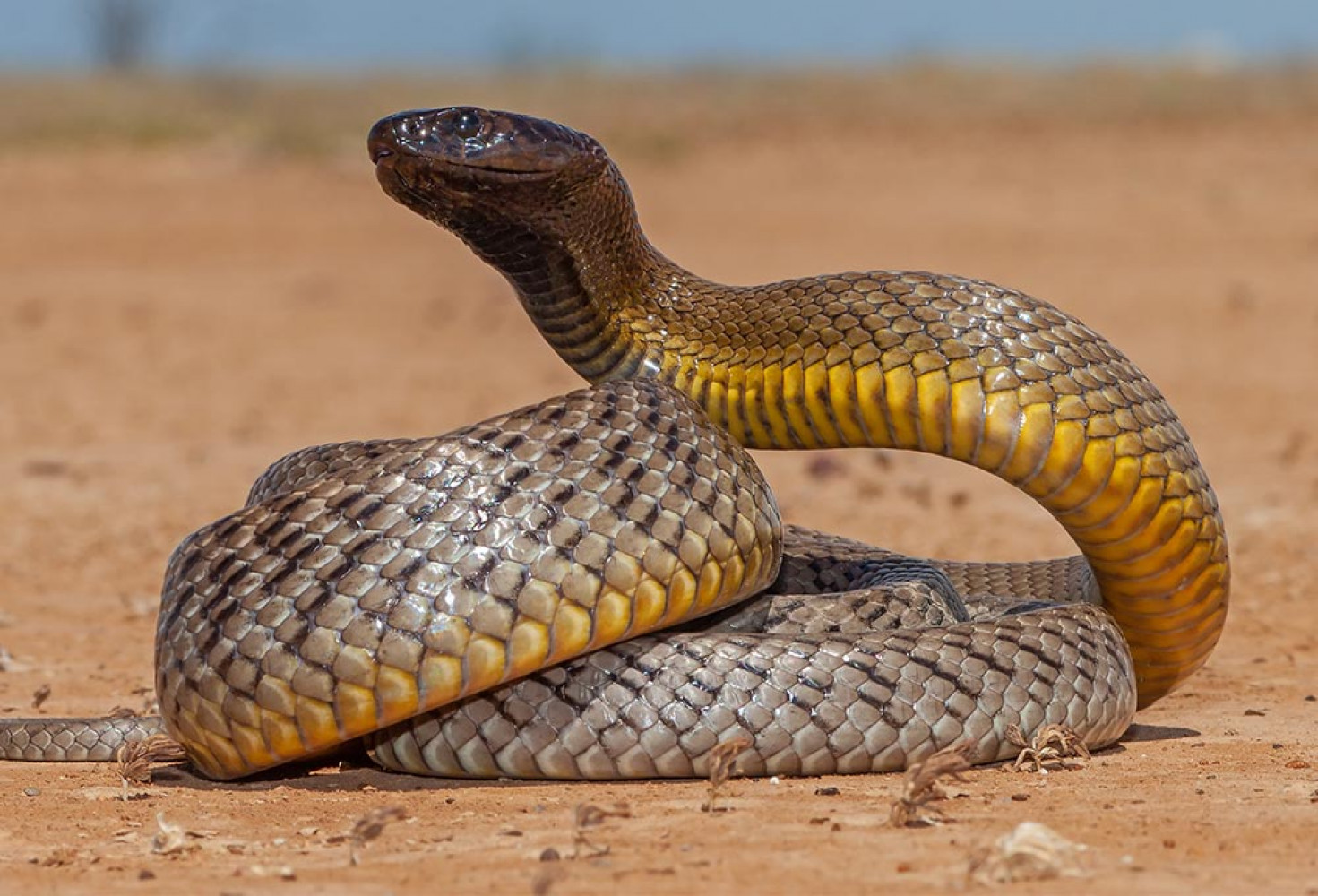 Yılandan gelen zayıflama umudu