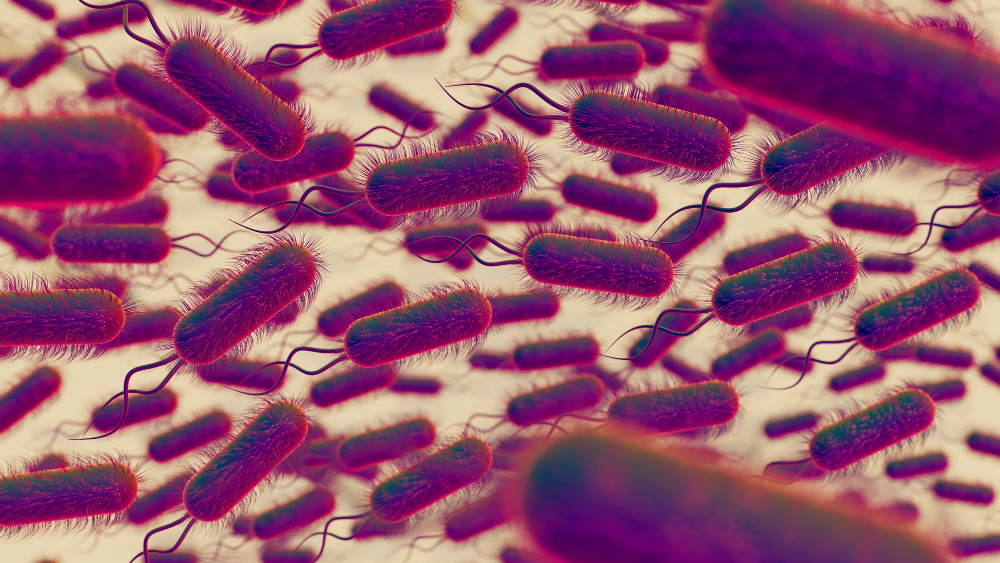 Avrupa’da salmonella alarmı: 6 ülkede salgın