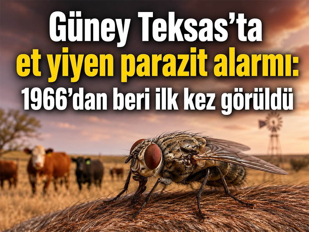 1966’dan beri ilk kez görüldü: Et yiyen parazit döndü