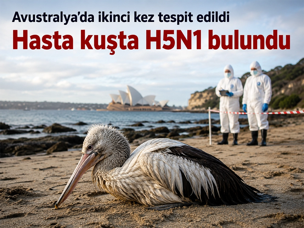 Avustralya’da hasta kuşta H5N1 bulundu