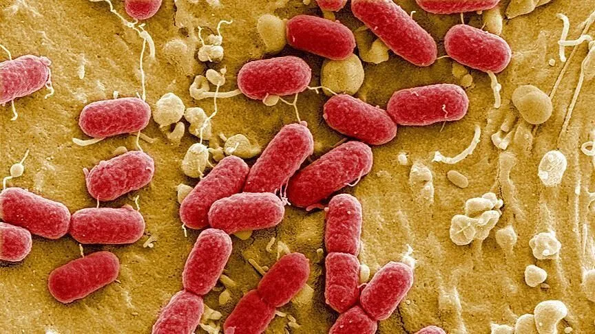 Kanser aşılarında yeni umut “peptidein” molekülleri